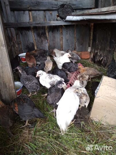 Самец цесарки,индоутята,цыплята 2 мес