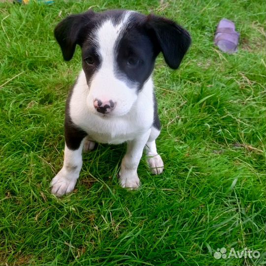 Щенки в добрые руки