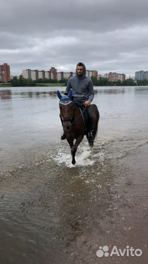 Верховая езда