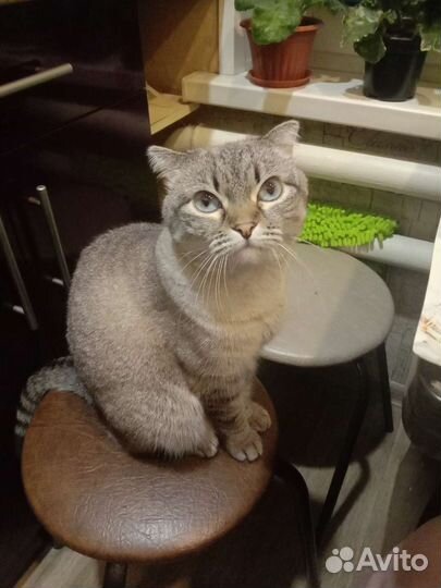 Британская кошка в дар