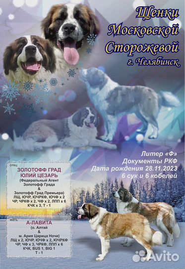 Щенки московская сторожевая