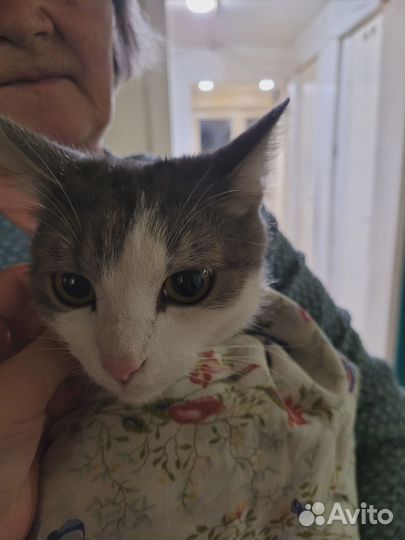 Найден котик