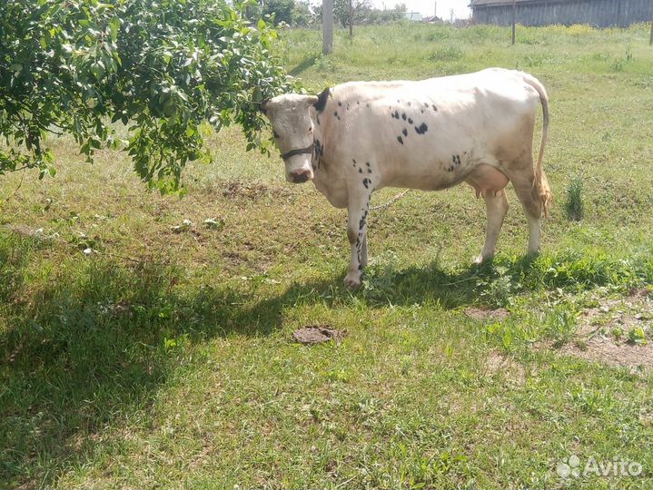 Корова дойная с теленком