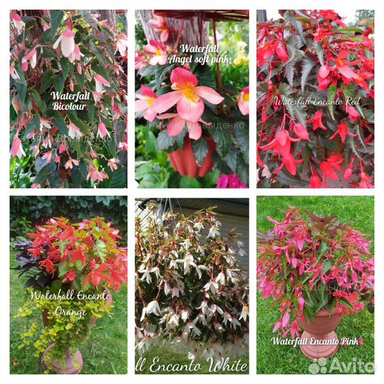 Бегонии ампельные, Шардоне, Беллеконии, Глуар