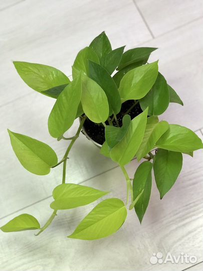 Эпипремнум Неон