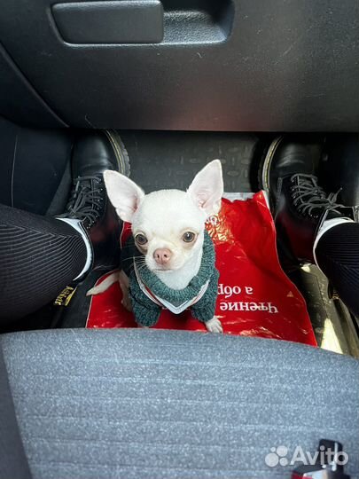 Вязка кобель чихуахуа