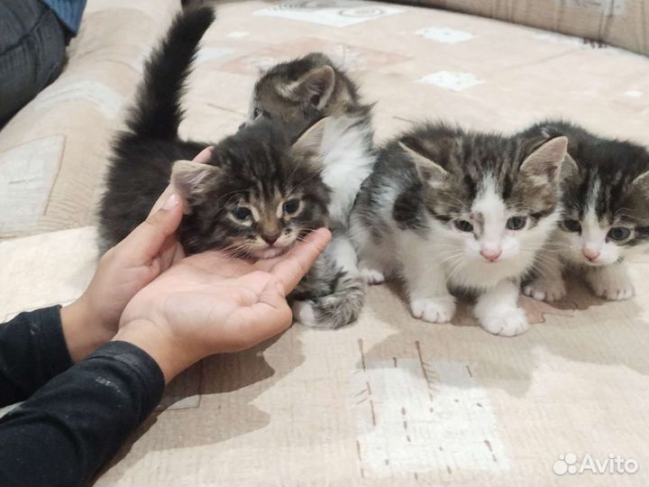 Котята кошки бесплатно