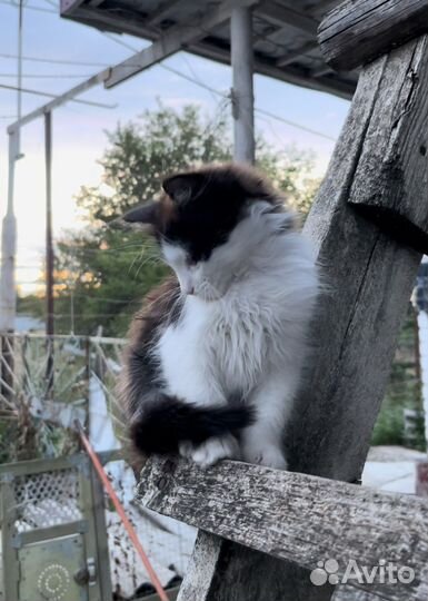 Котенок ищет новый дом