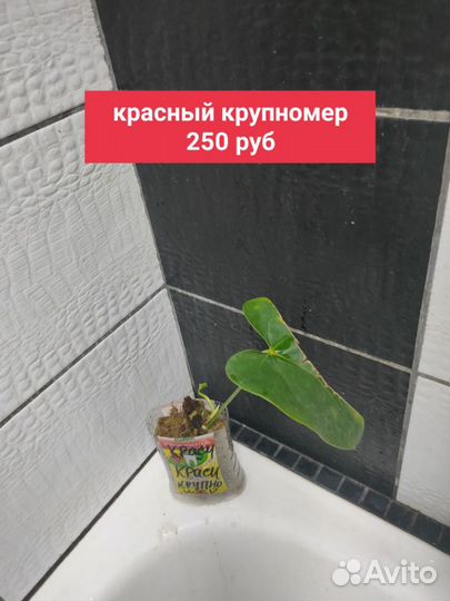 Антуриум детки