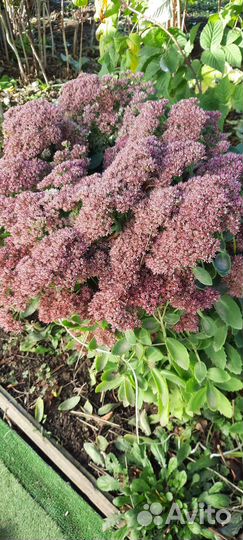 Очиток видный саженцы - отростки делёнки