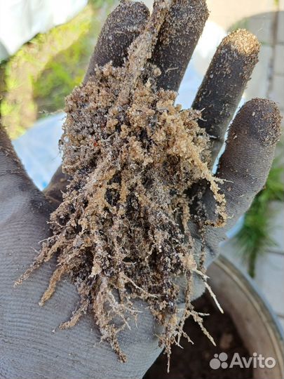 Саженцы крыжовник смородина жимолость