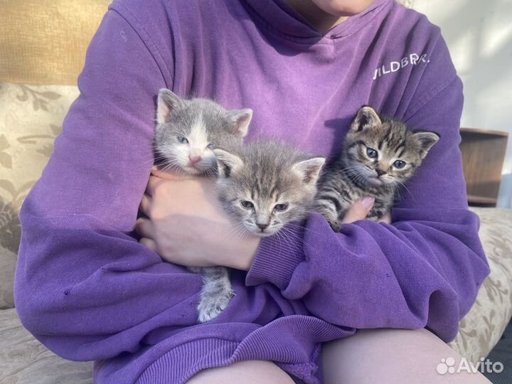 Котята в добрые руки