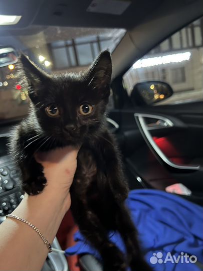 Кошка в дар бесплатно