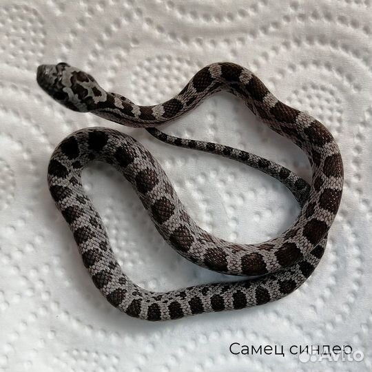 Маисовые полоза