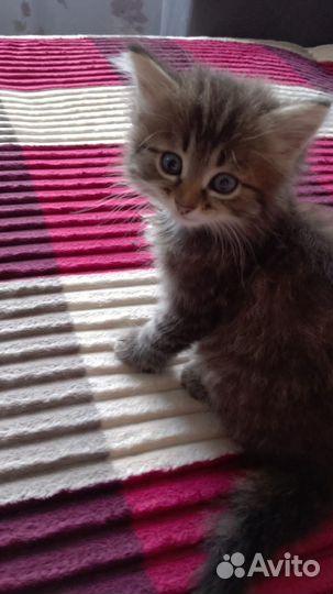 Смесь майкуна