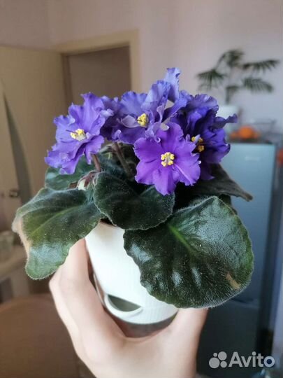 Листочки фиалки