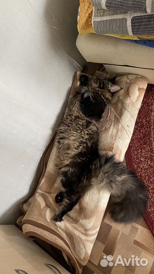 Мейн-кун вязка