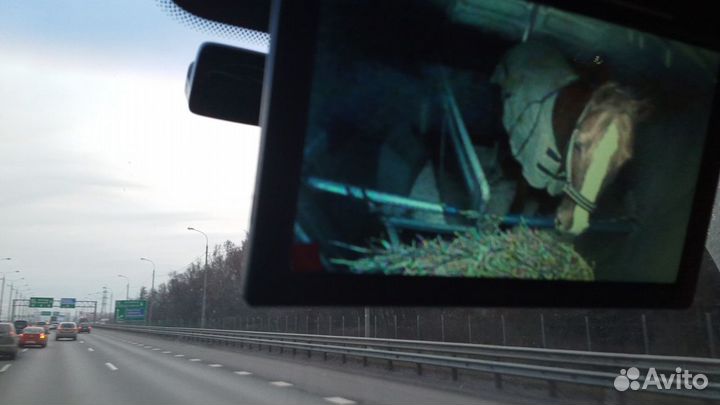 Коневоз (перевозка лошадей, коров, др. животных)