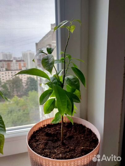 Гуанабана (сметанное яблоко, анона) саженец
