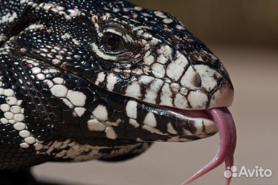 Чёрно-белый тегу пара