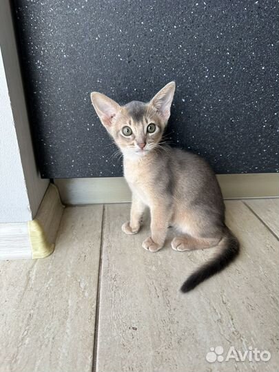 Абиссинская кошка котенок идеальный окрас