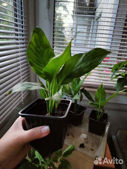 Спатифиллум