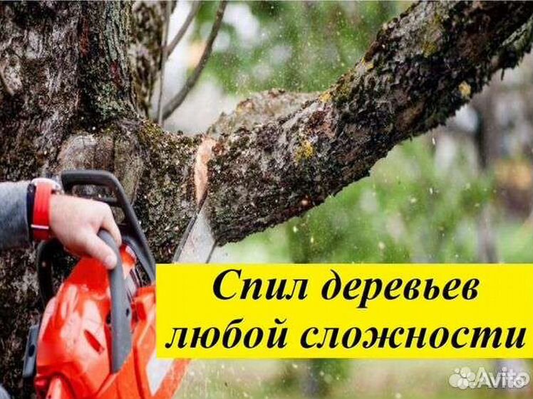 Спил деревьев в нижнем. Спиливание деревьев. Спил и обрезка деревьев. Спил деревьев любой сложности. Спиливание аварийных деревьев.