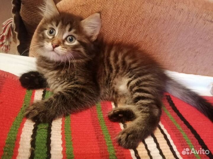 Котята бесплатно