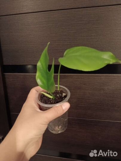 Рафидофора тетрасперма