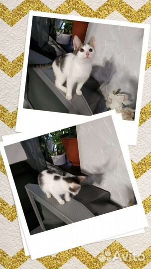 Котенок в добрые руки