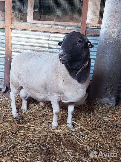 Баран Дорпер