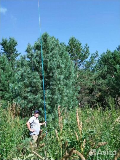 Кедр сибирский