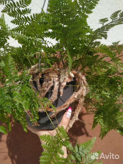 Папоротник даваллия