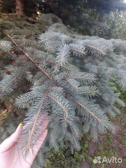 Ель голубая крупномер