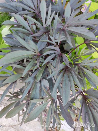 Ипомея батат