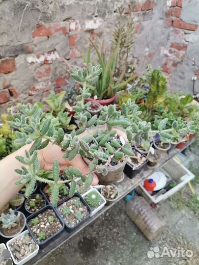 Делосперма эхинатум