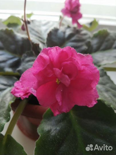 Узамбарская фиалка в горшке, комнатные растения