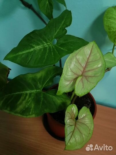 Комнатные растения