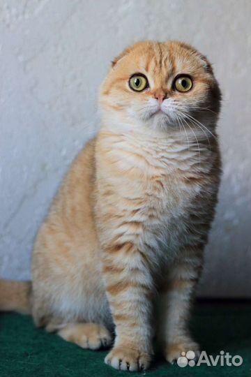 Шотландские кошки