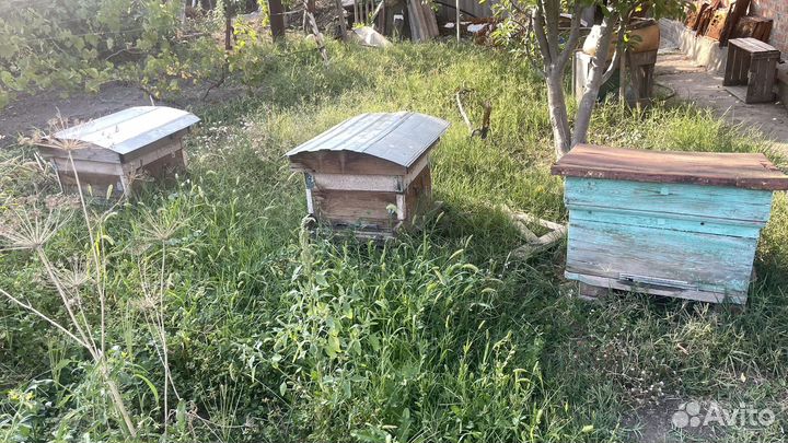 Медогонка, улики