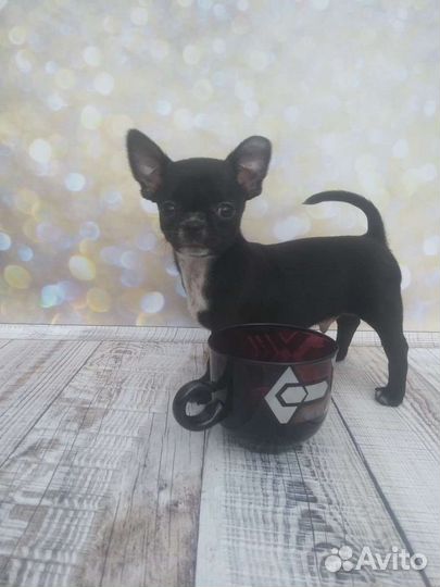 Щенки чихуахуа большой выбор окрасов