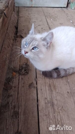 Смешенноя порода, британская, мома их британка