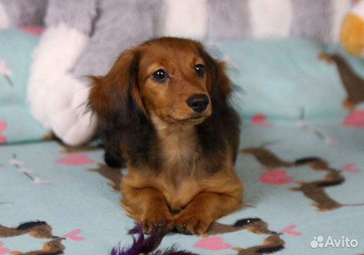 Миниатюрные карликовые длинношерсные таксы