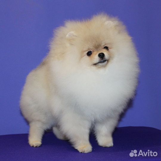 Породный груминг (стрижка) шпицев