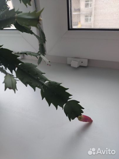 Декабрист (шлюмбергера)