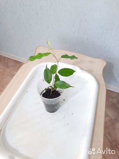 Фикус бенджамина Экзотик