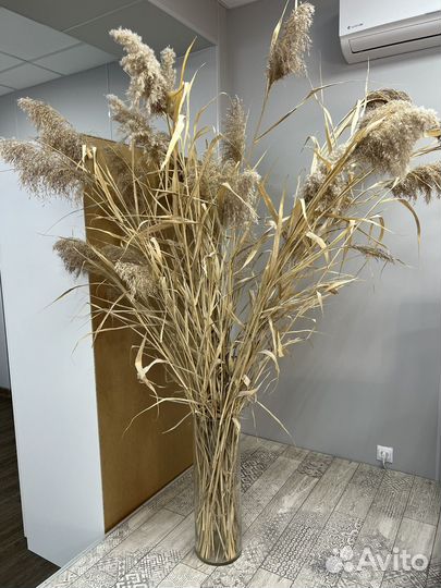Кортадерия пампасная трава декор