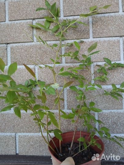 Голубика саженцы зкс