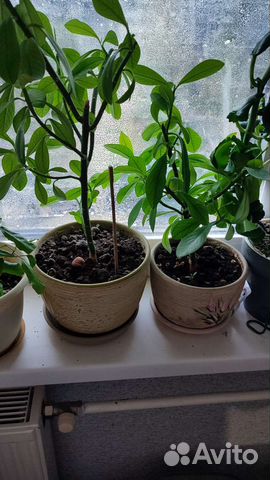 Малочай 2 вида