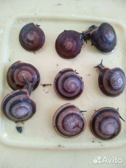 Улитки Лимиколярии и Караколусы